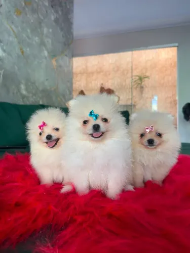Venda de filhotes spitz alemão.