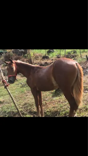 Potra meio sangue quarto de milha 