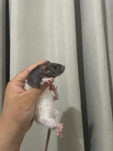 Rato Twister cacheado filhote