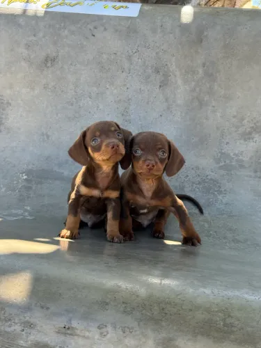Filhotes de Dachshund (Salsichinha) macho para venda