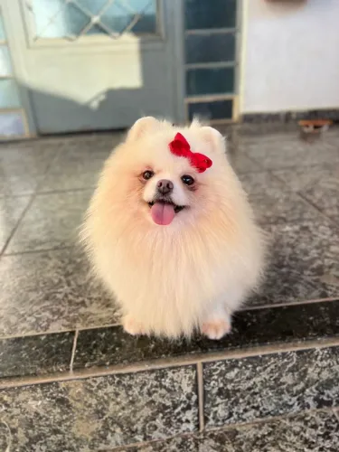 Fêmea de lulu adulta 