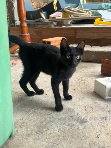 Doação Gato