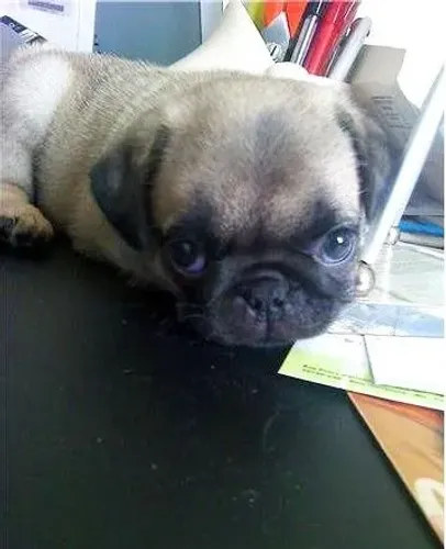 Pug Cachorrinho lindo e disponível para novos momentos