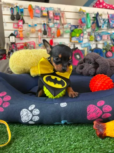 Pinscher machinho disponível