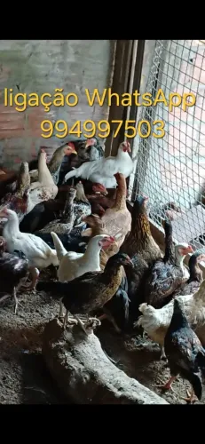 Galinha raciadas