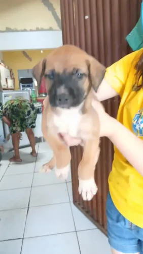 Cachorro doaçao 