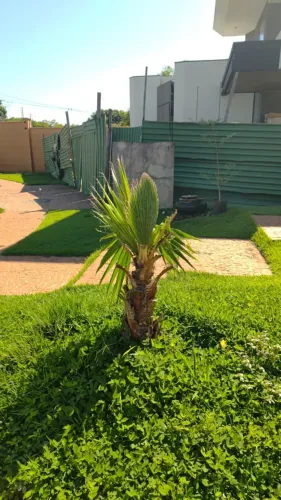 Muda de Palmeira Leque