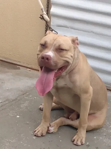 Cachorro piti Bull