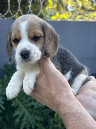 beagles 13 polegadas