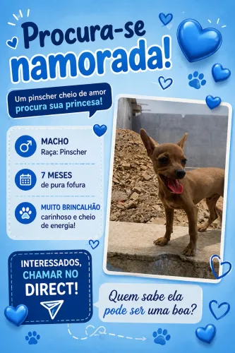 Cachorro a procura de namorada !!!