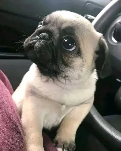 Pug - Uma Fofura Que Pode Combinar Com Sua Família