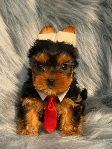 Yorkshire terrier raça pura alegria pra sua família