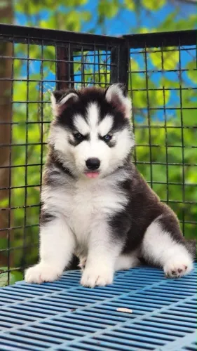 Husky siberiano top