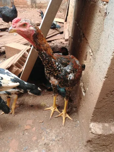 Frango caipira