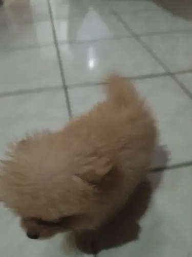 cachorro Lulu da Pomerânia anão pra vender 3.000 ( macho)