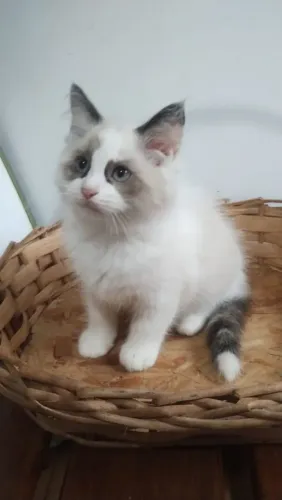 Filhote ragdoll