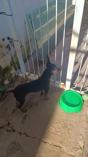 Cachorro Pincher (só casa,não pode ter outro animal)