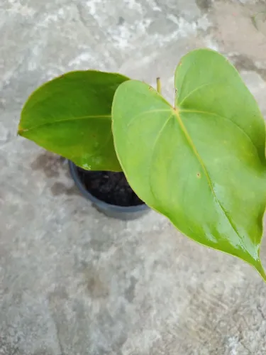 Antúrio Rosa.Muda no vaso pequeno plástico de 8cm.