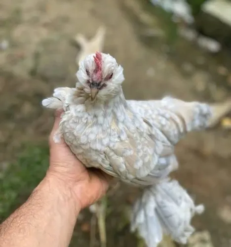 Vendo duas galinhas da raça belgian