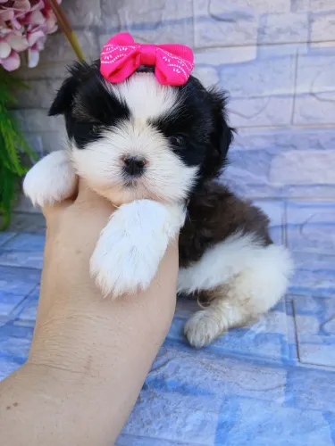 Shitzu fêmea mini