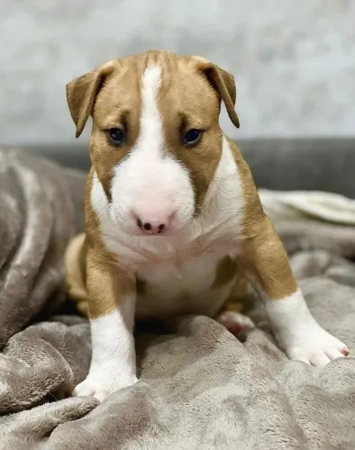 Bull Terrier Inglês Carinho que encontra você nos detalhes