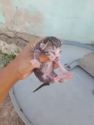 Filhotes de gato pra adocao 4 machos 1 femea