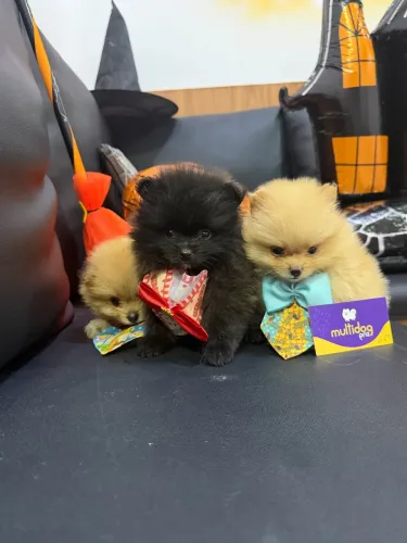 Lulu da pomerania (spitz alemão)