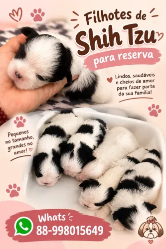 Filhotes de Shih tzu para reserva 