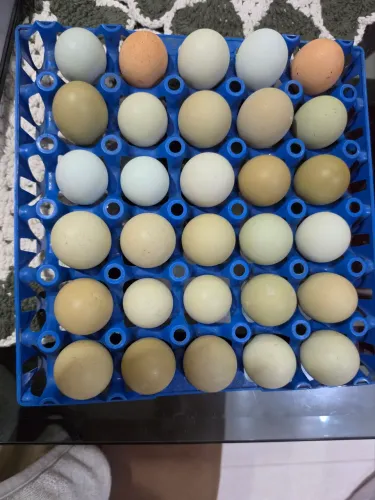 Ovos de galinha caipira