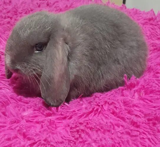 Coelhos mini lop uruguaio.