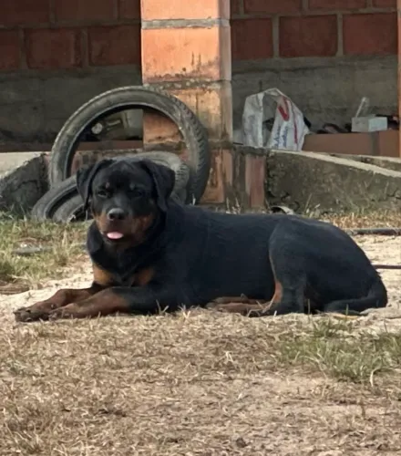 ROTTWEILER 