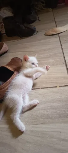 Disponível para Doação Gato Macho