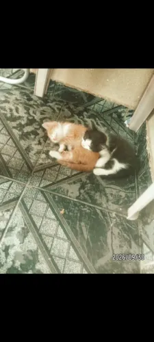 Doa se filhotes de gatos urgente