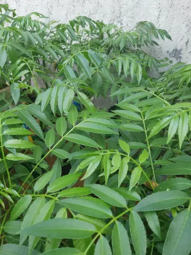 Mudas frutiferas