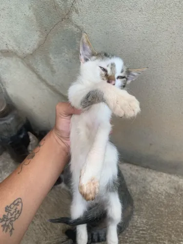 Doa-se gatinhos 2 machos e 3 fêmea 