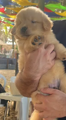 Cachorro golden retriver