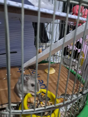 Doa-se um filhote de Hamster ? fêmea com 3 meses de vida