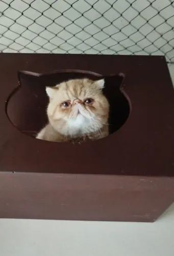 Gato persa e exótico