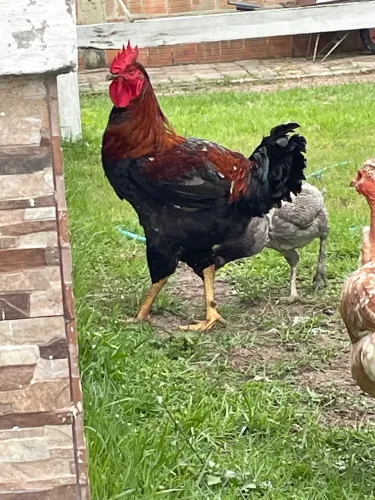 Galinhas e galo GSB