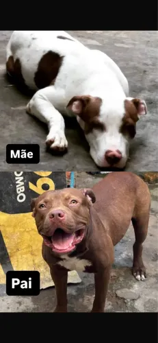 Filhotes Pitbul fêmea