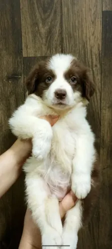 Border collie