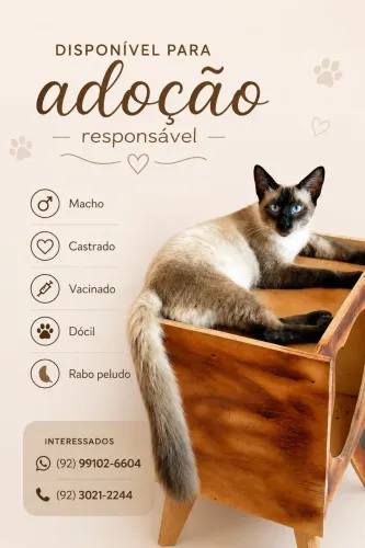 Gato siamês 