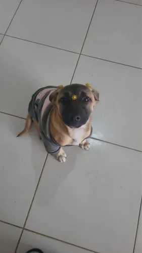 Cachorro caramelo