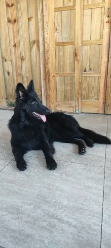 Vendo pastor belga groenendael