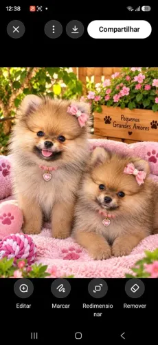 Lulu da pomeranea