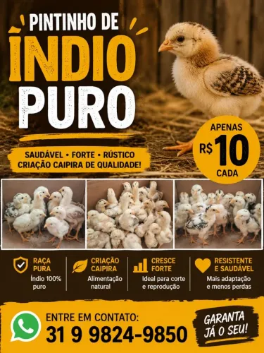 Pintinhos de índio puro 