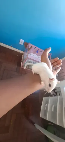 Gerbil (esquilo da mangolia)