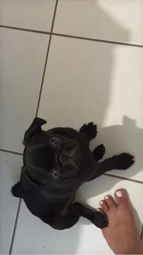 Pug macho 3 meses