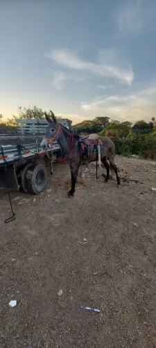 Mula a venda