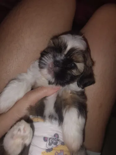 Cachorro Shitzu macho